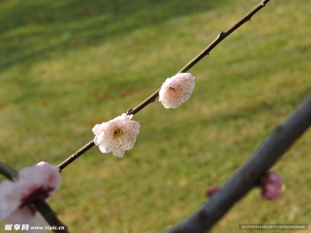 梅花