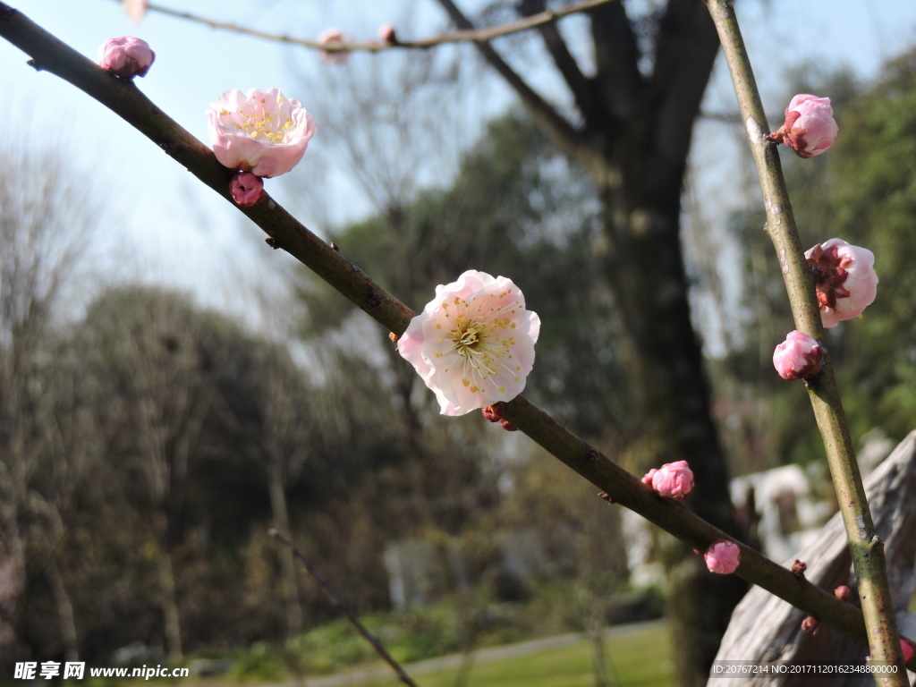 梅花