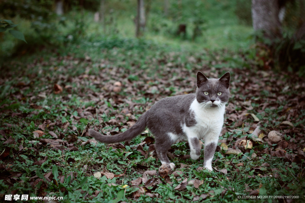 猫咪