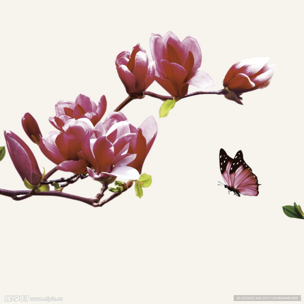 玉兰花
