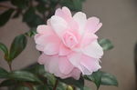 山茶花