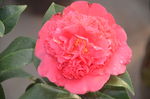 山茶花