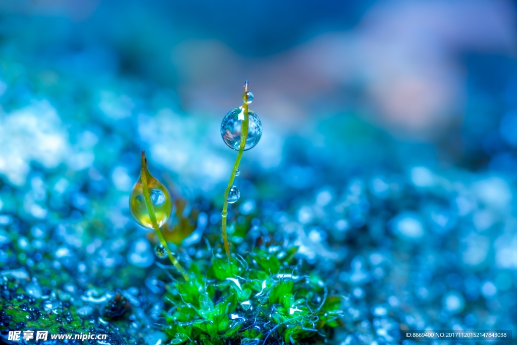 青草萌芽露珠