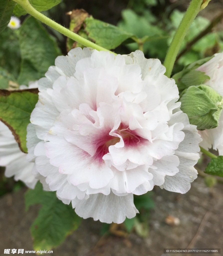 花朵