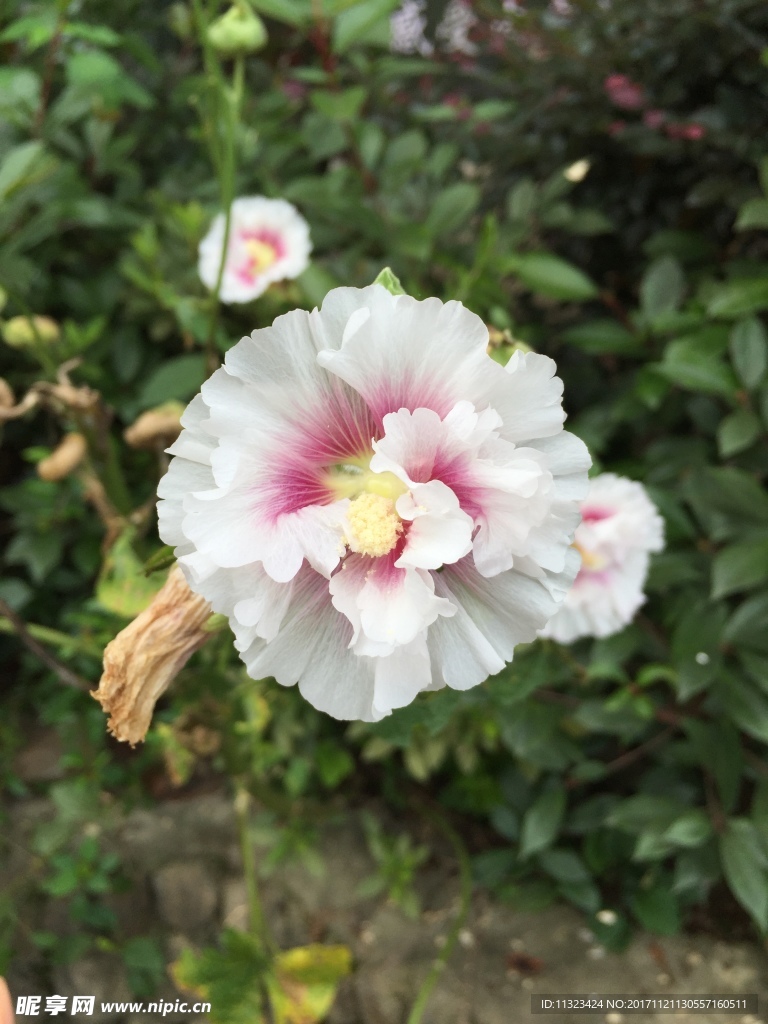 花朵