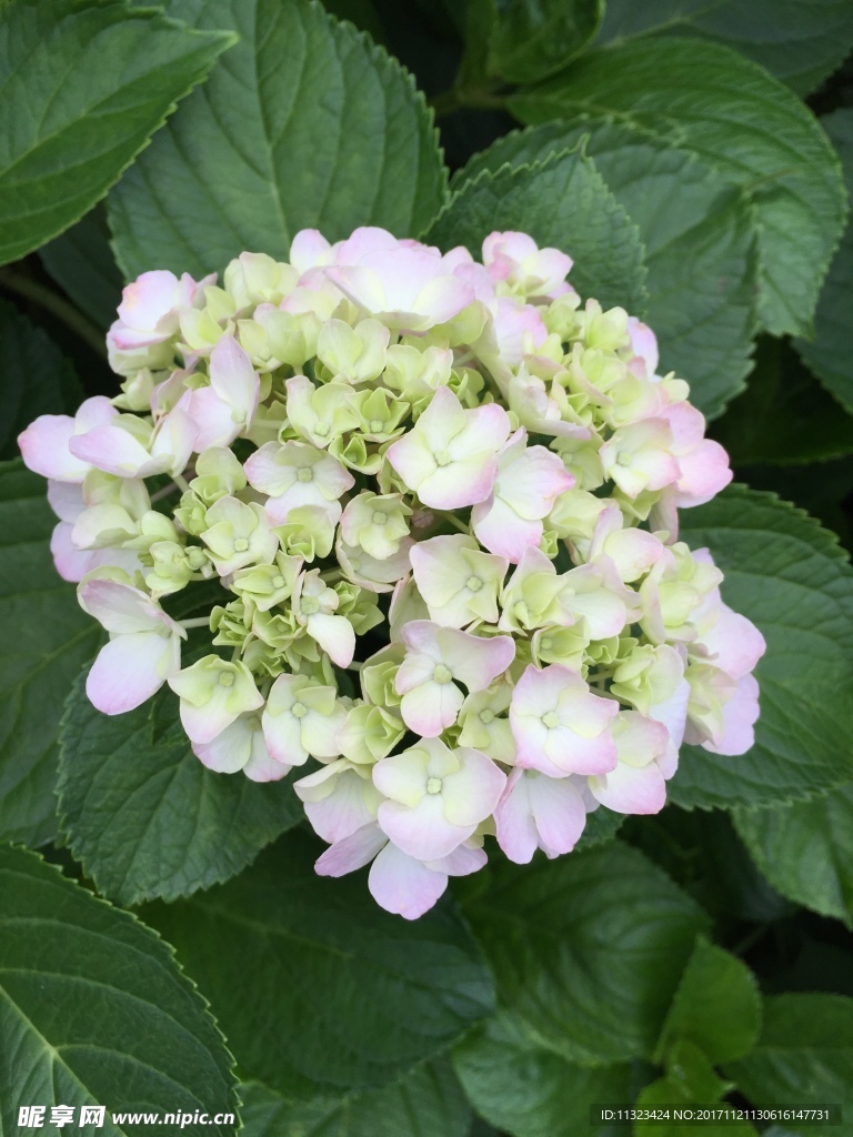 花团