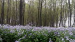 郁金香林