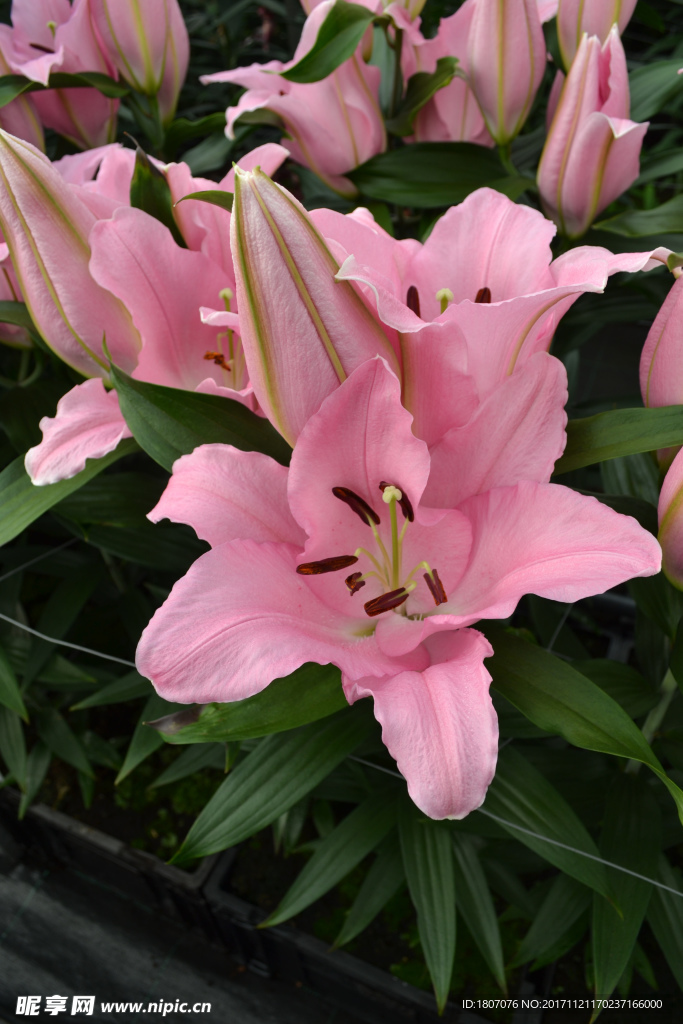 粉色百合花
