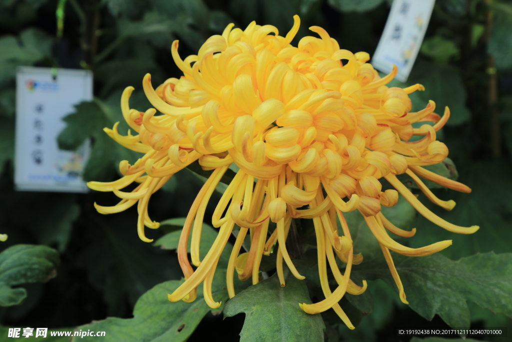 菊花