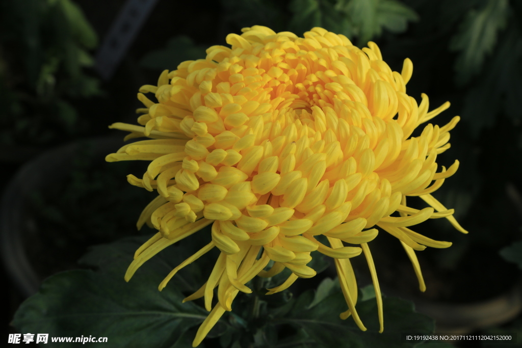菊花