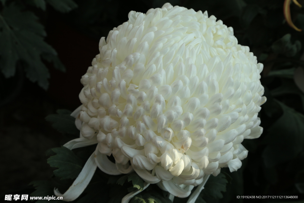 菊花