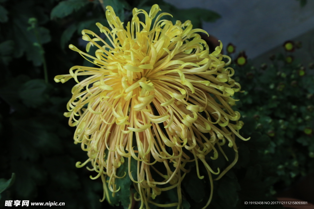 菊花