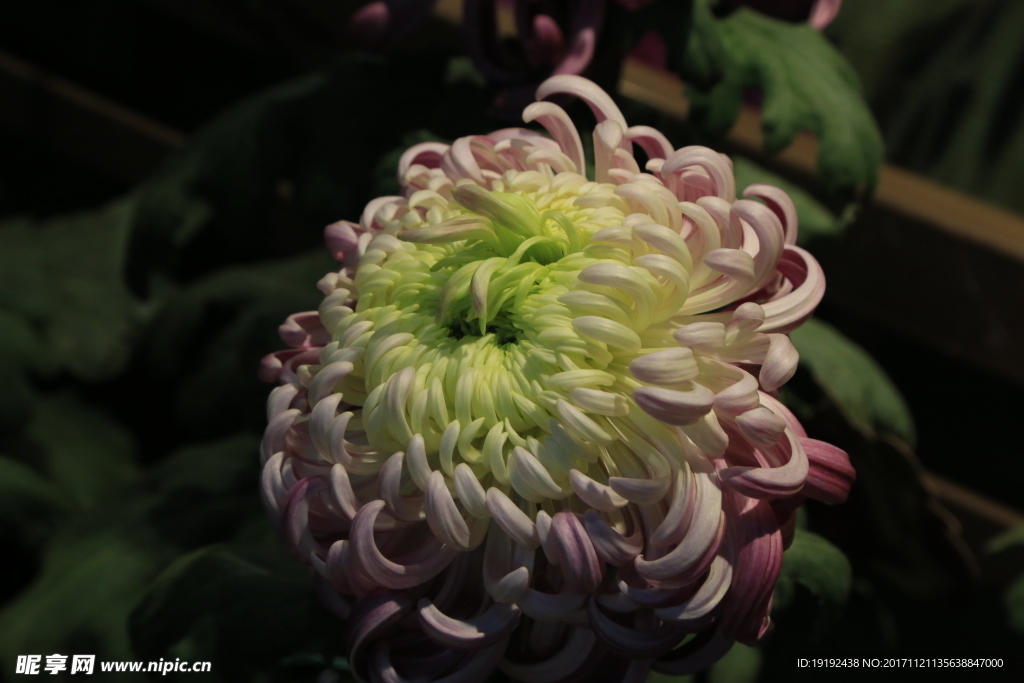 菊花