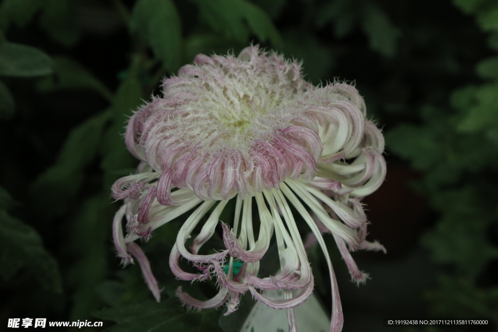 菊花