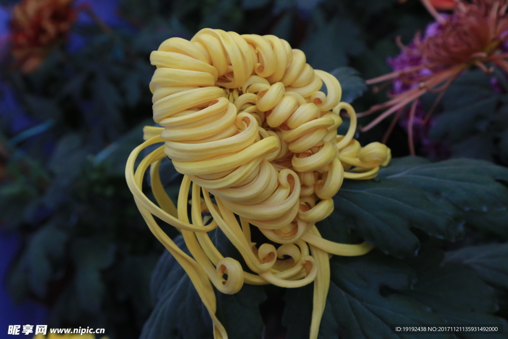 菊花