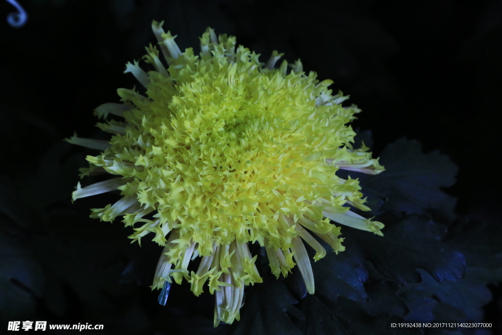 菊花