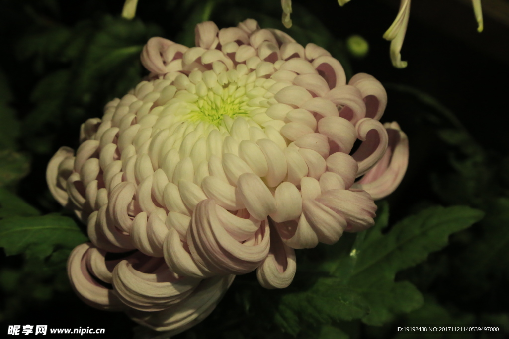 菊花