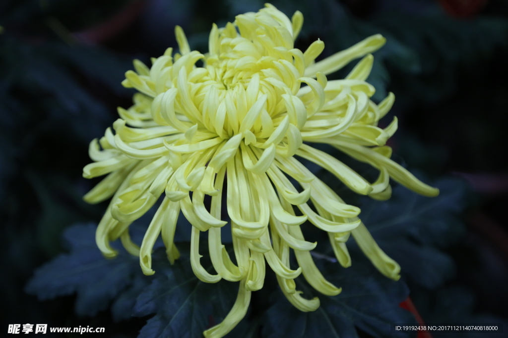 菊花