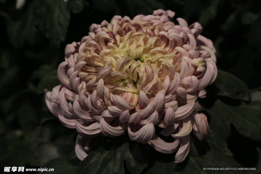 菊花