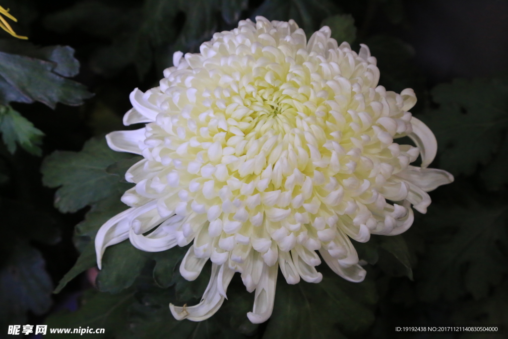 菊花