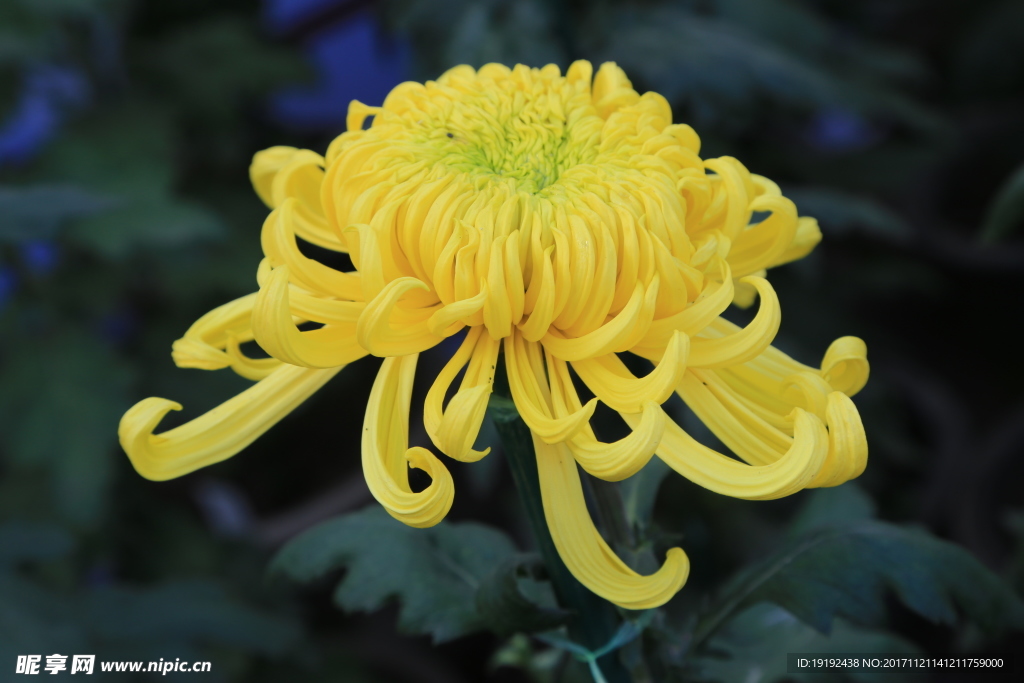 菊花