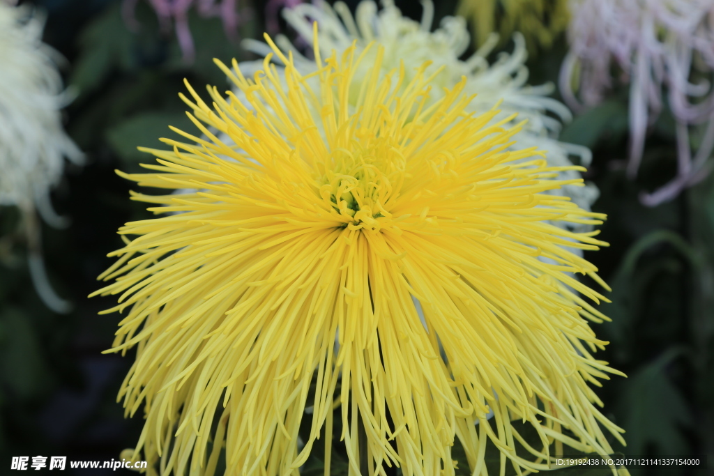 菊花
