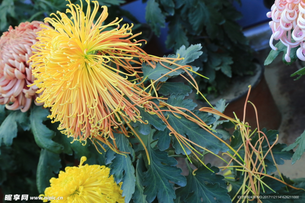 菊花