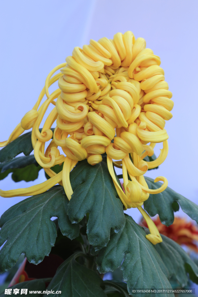 菊花