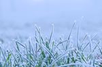冰雪草地