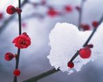 梅花