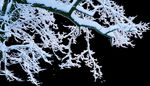 雪压树枝