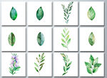 水彩手绘植物绿叶树叶png素材