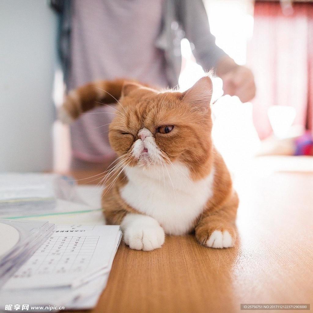 猫咪图片