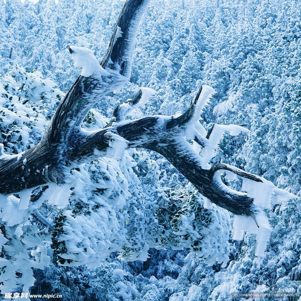 树林雪景