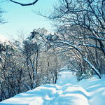 树林雪景