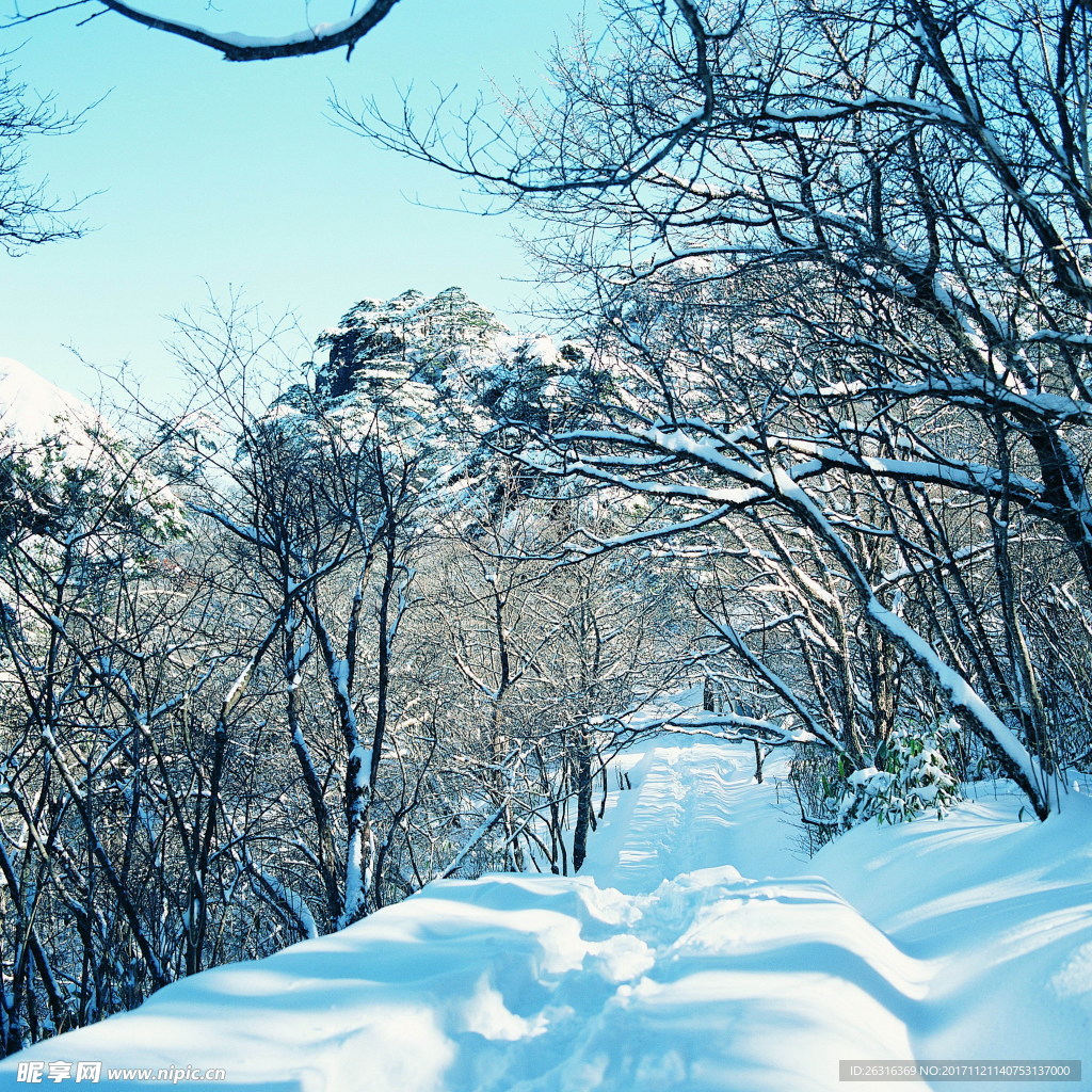 树林雪景