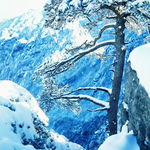 松树雪景