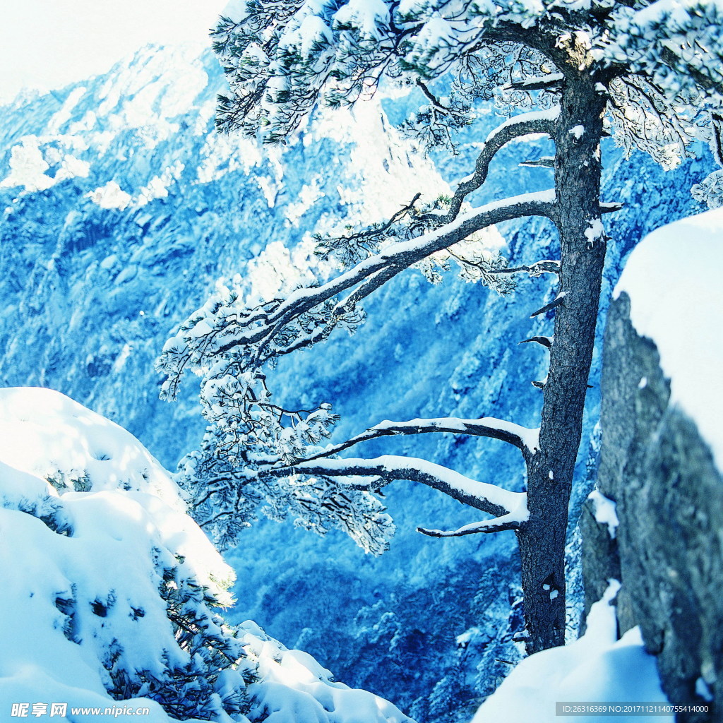 松树雪景