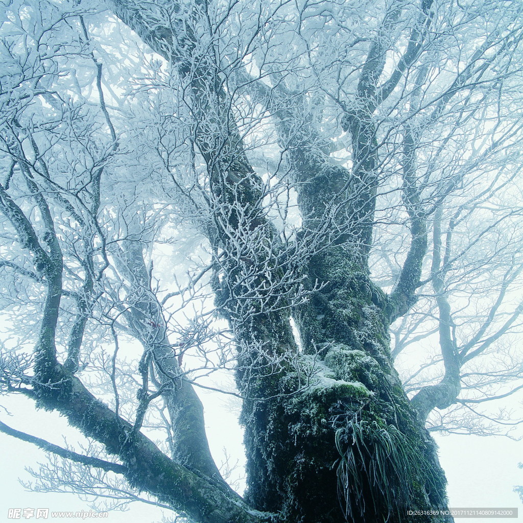 大树雪景