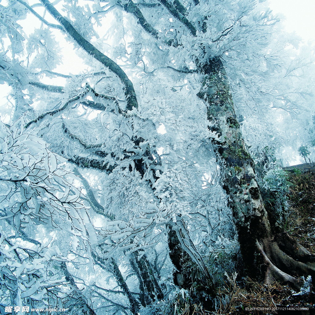 雪景