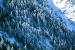 雪山森林风景