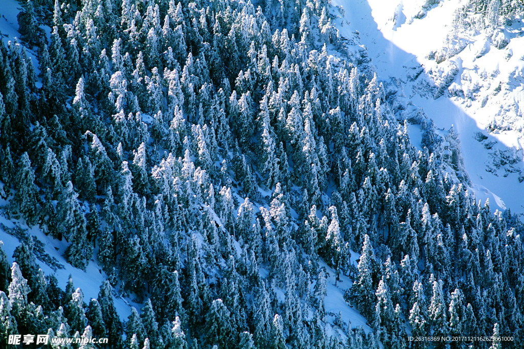 雪山森林风景