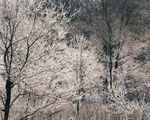 森林雪景