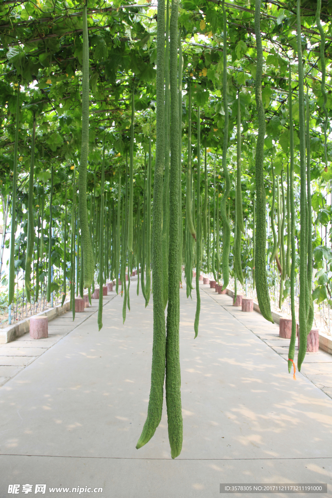 丝瓜