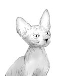 斯芬克斯无毛猫