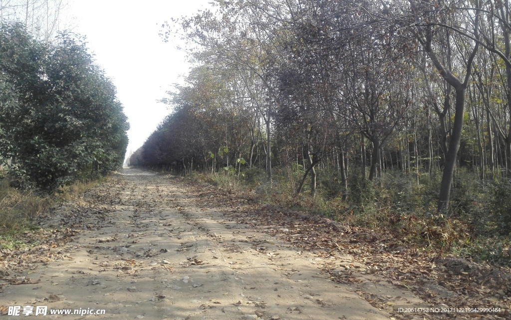 乡村道路风景