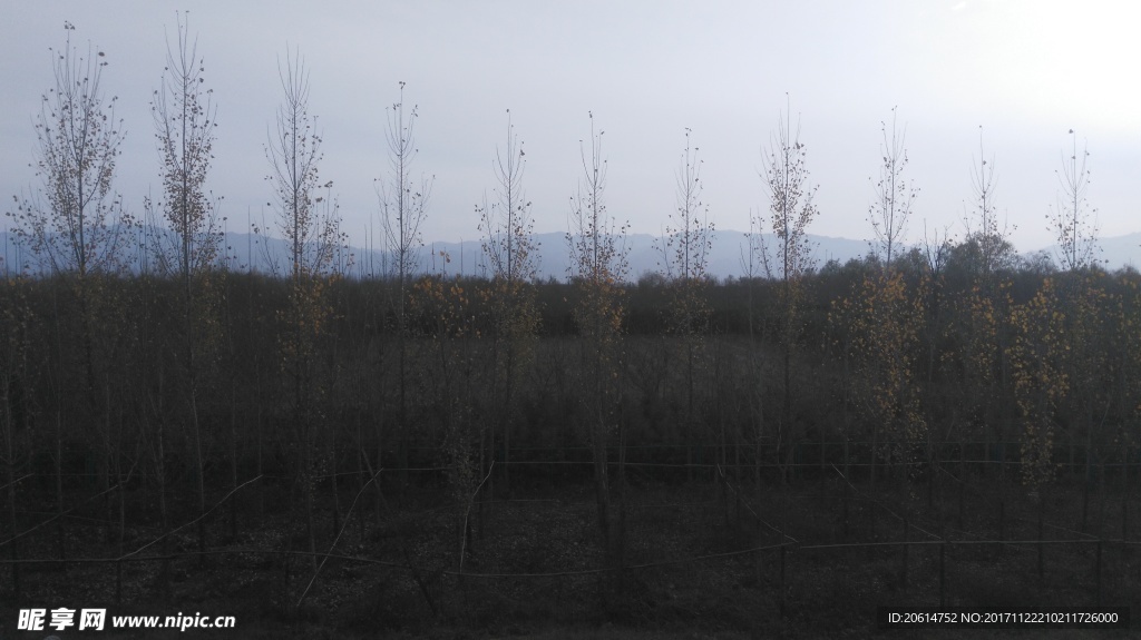 树林风景