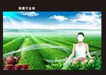养生展板 茶叶 茶