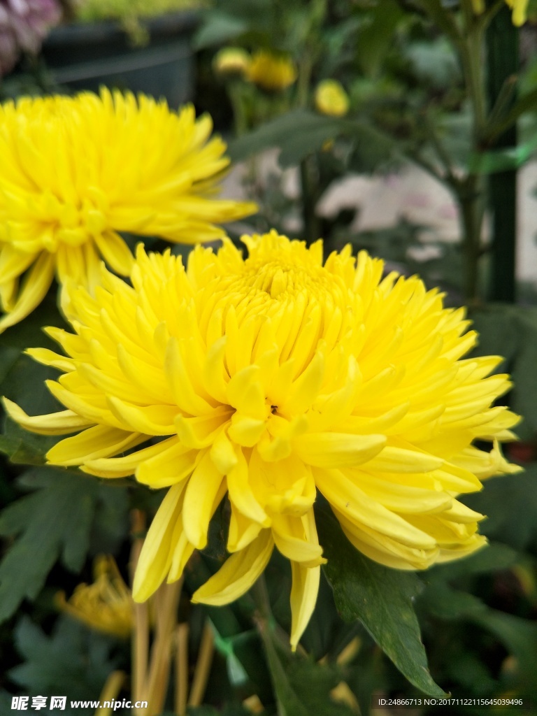 菊花