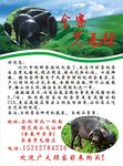 黑毛猪单页